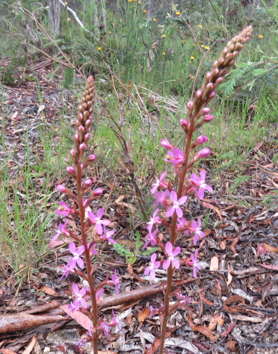 StuartWilliams_'s tweet photo. Triggerplant ( Stylidium sp.) near Moroka River in Alpine National Park
#VicAlps #Stylidium #Stylidiaceae #ozplants https://t.co/en77ECdKCu