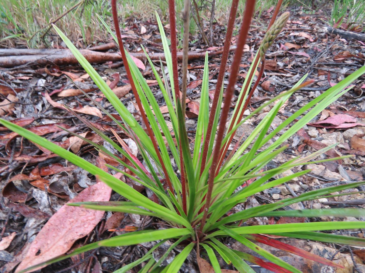 StuartWilliams_'s tweet photo. Triggerplant ( Stylidium sp.) near Moroka River in Alpine National Park
#VicAlps #Stylidium #Stylidiaceae #ozplants https://t.co/en77ECdKCu