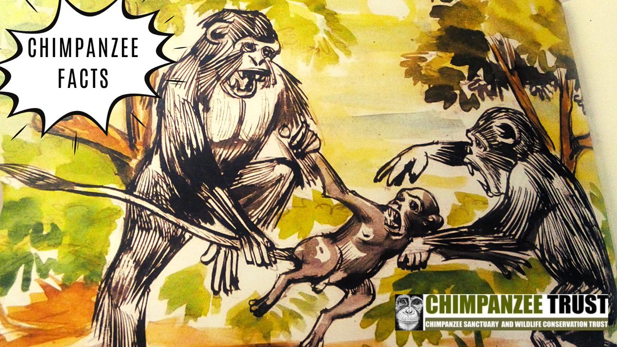 ngambaisland's tweet photo. #ChimpanzeeFacts

Chimpanzees are omnivorous animals and often hunt for small animals like bush pigs and red-tailed colobus monkeys. The hunt is always well-planned with each chimpanzee participating. 

#ChimpanzeeTrust #Ngambaisland #wildlife #nature #sanctuary #conservation https://t.co/kUb7eJWjX5