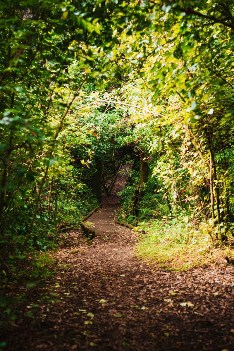 The tunnel to nature 

#treetunnel #innature #newzealandforest #forestlife #goldenlightphotography #throughtheleaves #followthepath #pathintoeden #hawkesbay