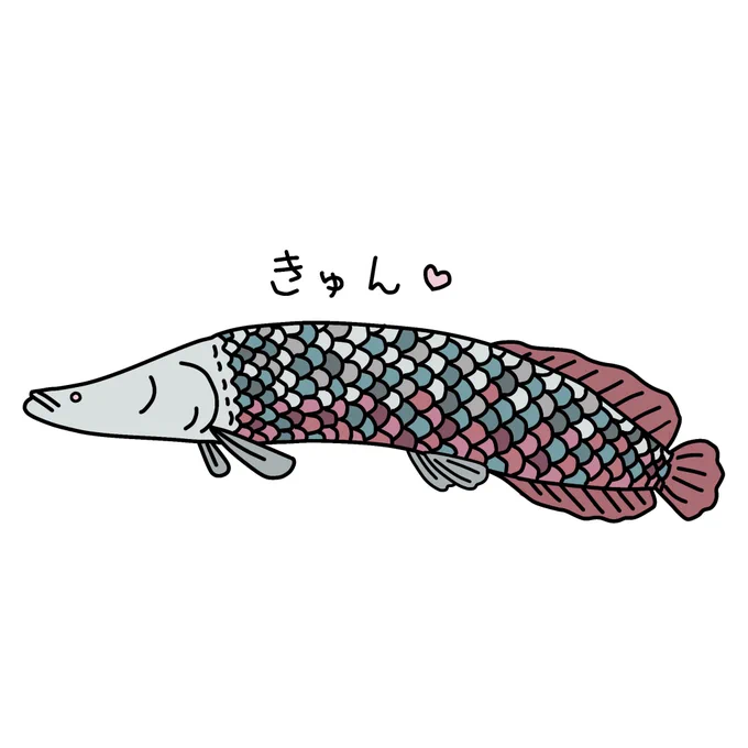 もう一枚応募させていただきます。カラフルなピラルクーに胸キュン背景なしのイラストですので1枚目はjpgで2枚目は透過pngデータで投稿しています。#キュンと水遊園 