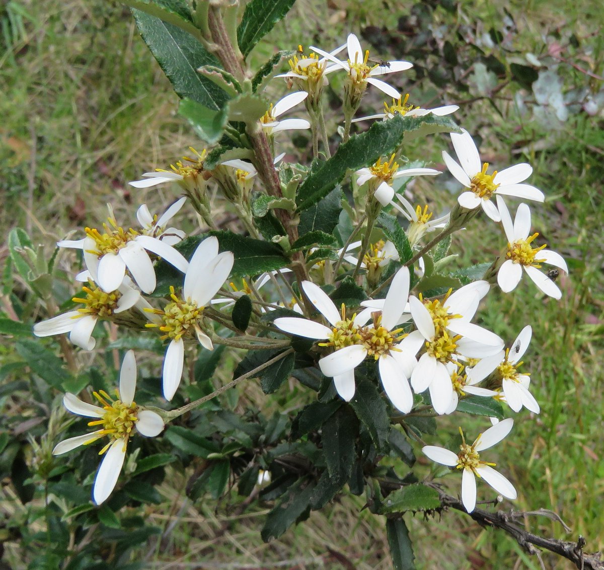 StuartWilliams_'s tweet photo. Olearia erubescens (moth daisy-bush) near Moroka River in Alpine National Park #VicAlps #Olearia #Asteraceae #ozplants https://t.co/TIH1YpdJTG