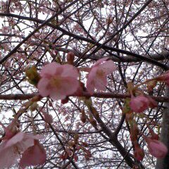 teishi_chugu's tweet photo. 今日もありがとうございます🎍

今年も残り４日ですね！
仕事納めの方お疲れ様です💐

来年はうさぎ年🐇
夫が年男！
今日は仕事休みで少しずつ大掃除
ベランダのペンキも塗りたいけど、、

今年は明日、大晦日と仕事。子供達が元旦に来るので30日におせちを🍱

感謝　#世界が平和になりますように https://t.co/gK4dgHVHl7
