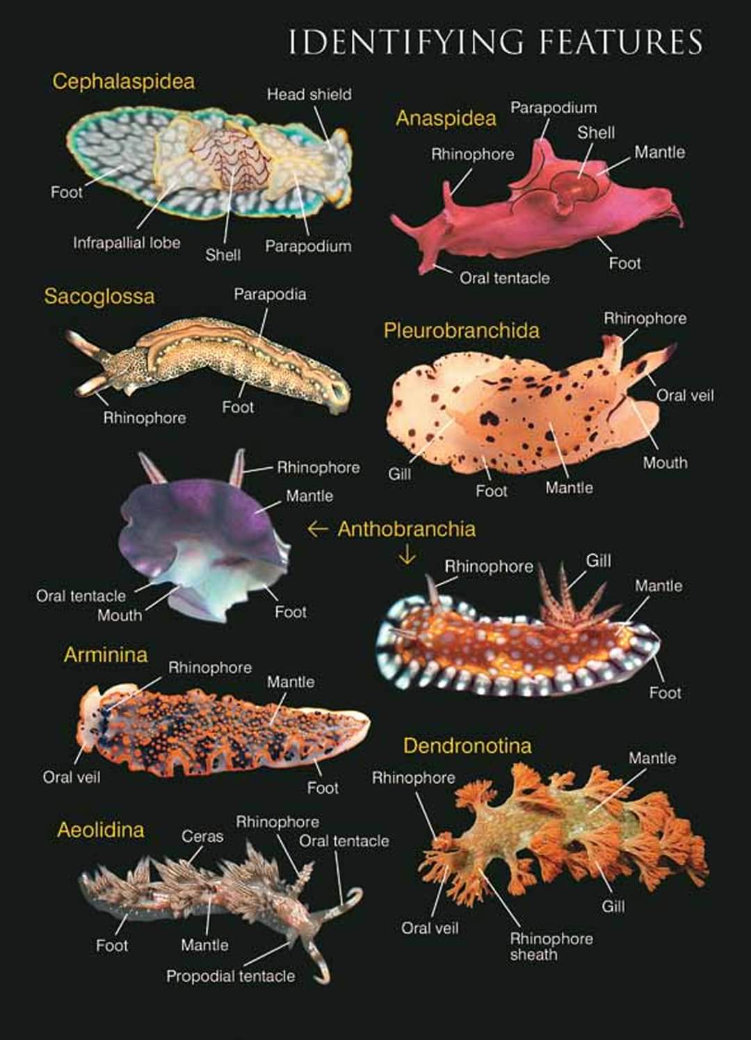 Vip Diving (VIP_Diving) / Twitter