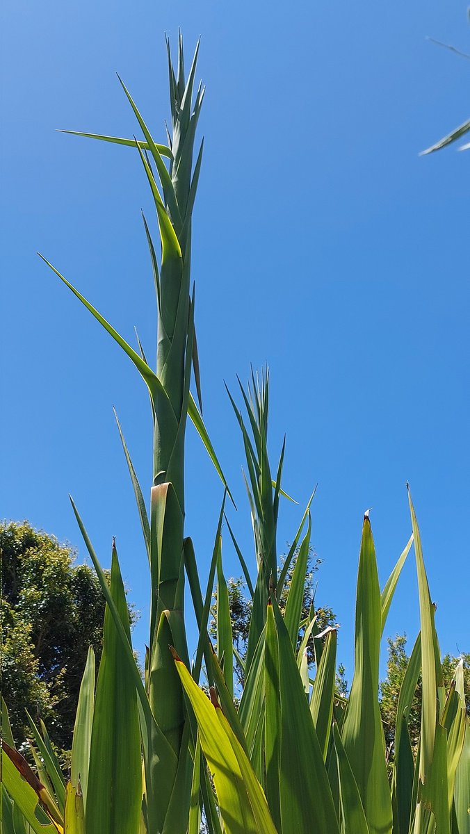 pfwaus's tweet photo. The "triffids" are still reaching skyward 😳 #Gymea Lily flower spears in the backyard jungle at #HeathcoteNSW #Sydney #NSW #NewSouthWales #Australia #nature #OzFlowers https://t.co/YwR75lCOvJ