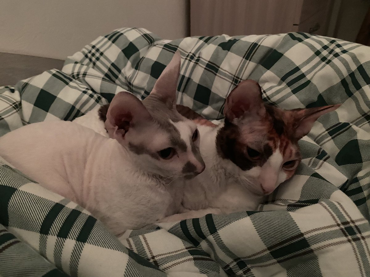 sinxcox's tweet photo. #cats #cornishrex https://t.co/0H4oJvh5vl