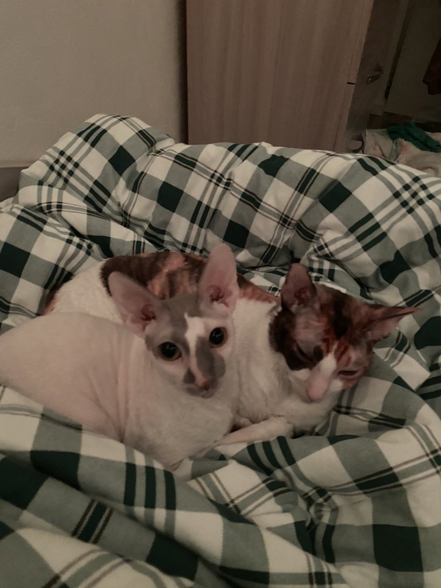 sinxcox's tweet photo. #cats #cornishrex https://t.co/0H4oJvh5vl