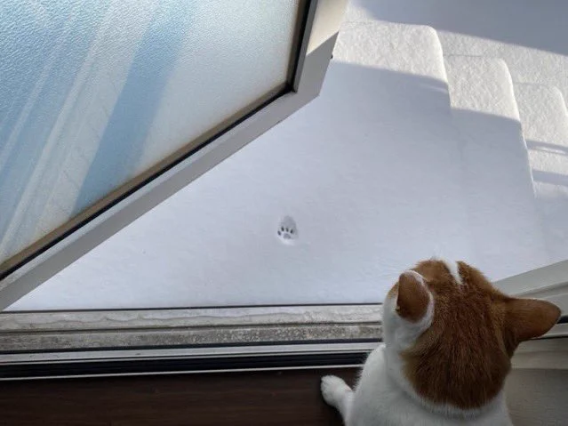 冷たすぎるニャ！一歩出した結果、外出を諦めた猫。