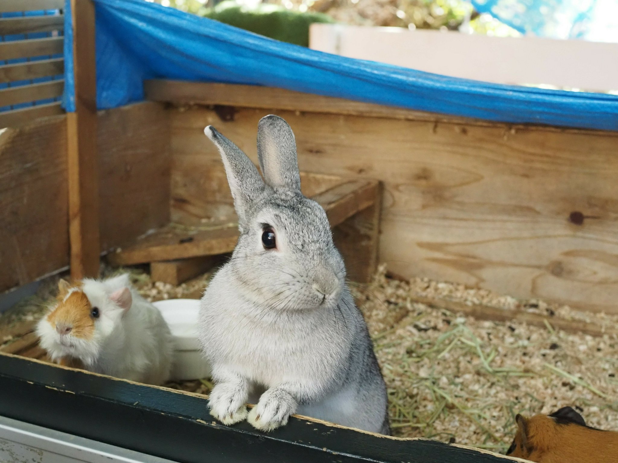 habitat うさぎ img60197778.jpg