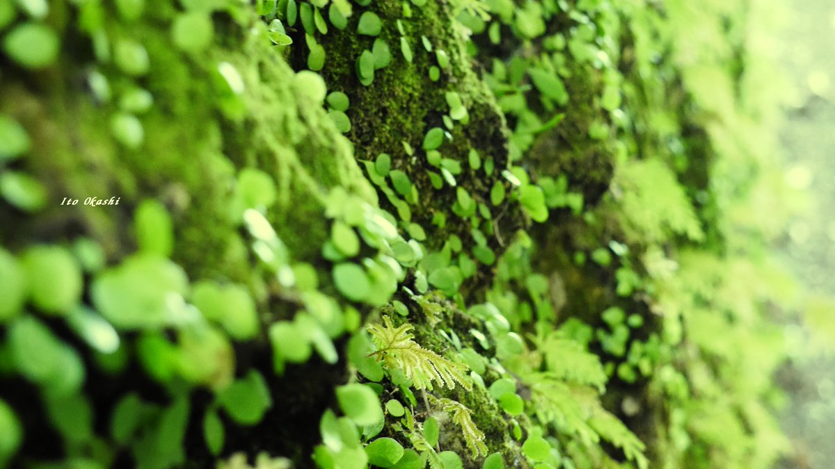 苔大好き💚
#写真を撮ってる人と繋がりたい