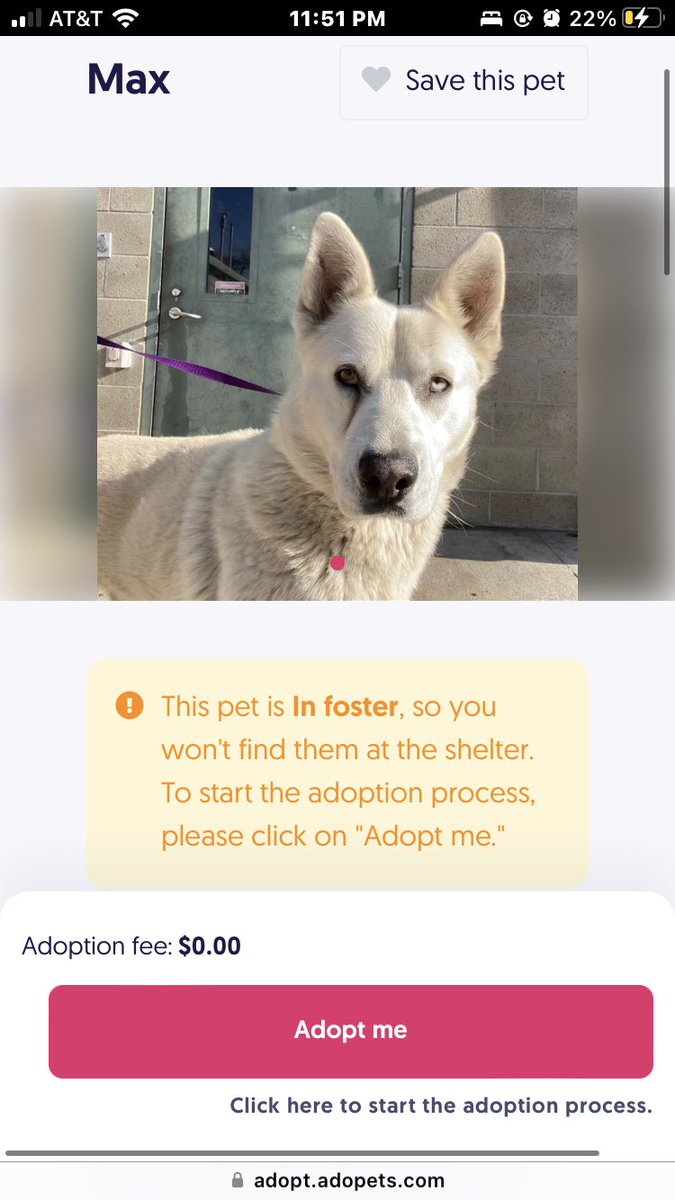 _oshiin's tweet photo. The coolest dog I’ve ever seen in foster care wow I better be careful https://t.co/6Xl56esqBW