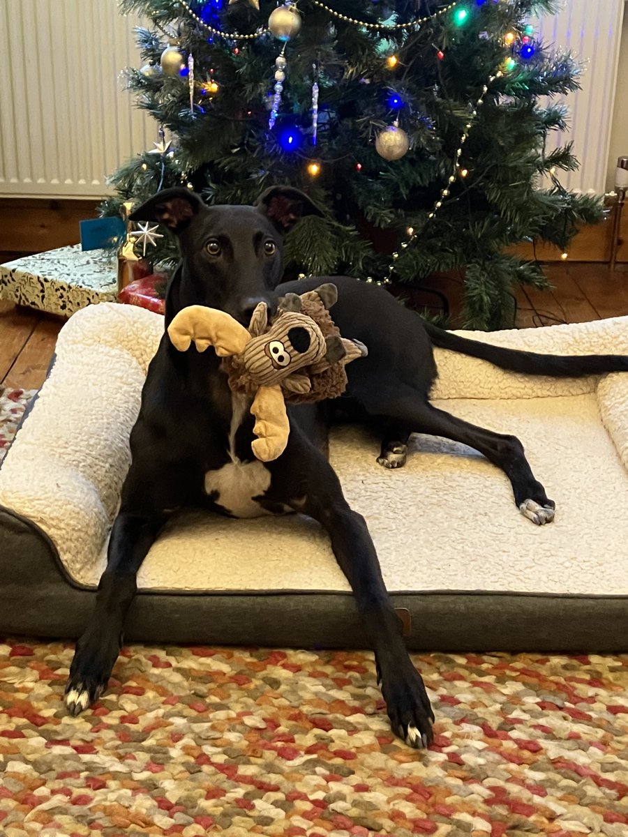 **XMAS PHOTOS**
Here's much loved adopted Makants hound JET enjoying a new present by the Xmas tree. 
#makantsgreyhounds #makantsgreyhoundrescue #rescuedogs #firstchristmas #dogsarefamily #dogsofinstagram #dogsofinsta #greyhoundrescue #rescuedogs #tyldesley