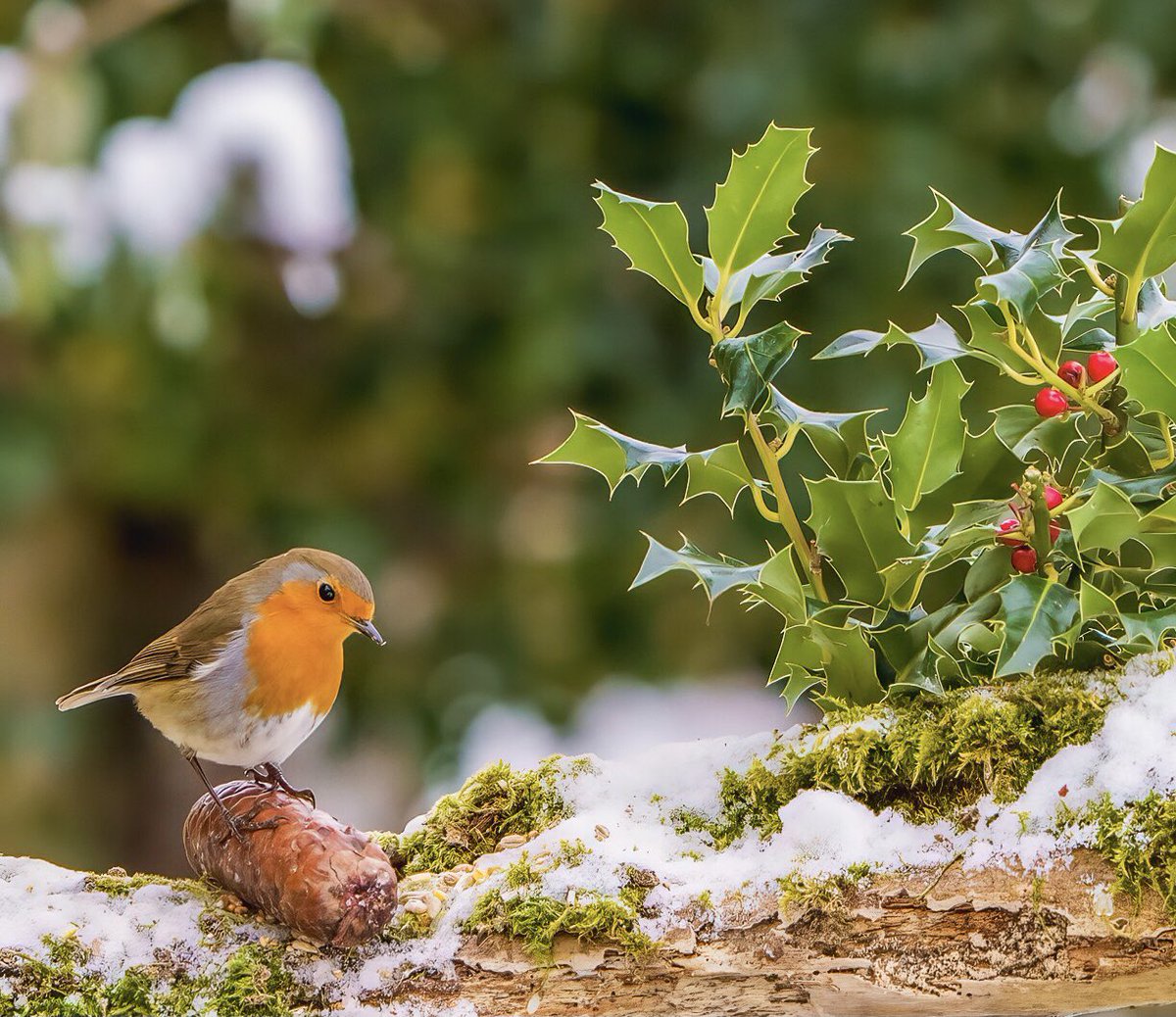 Final Robin of 2022..I promise! <a href="/Natures_Voice/">RSPB</a> <a href="/thetimes/">The Times and The Sunday Times</a> <a href="/snapagency/">Solent News Agency</a> #BBCWildlifePOTD #NaturePhotography #wildlifephotography #wildlife #birding #TwitterNatureCommunity
