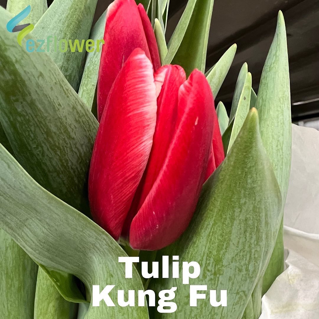 ez_flower's tweet photo. Auction pictures on a Wednesday? Yeah, why not? #flowers #blooms #flowersfromholland #dutchflowers #ezflower #flowerwholesale https://t.co/PqntRmxXzt