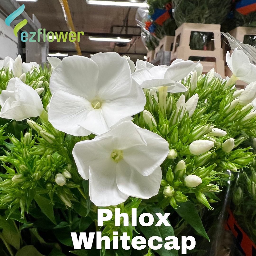 ez_flower's tweet photo. Auction pictures on a Wednesday? Yeah, why not? #flowers #blooms #flowersfromholland #dutchflowers #ezflower #flowerwholesale https://t.co/PqntRmxXzt