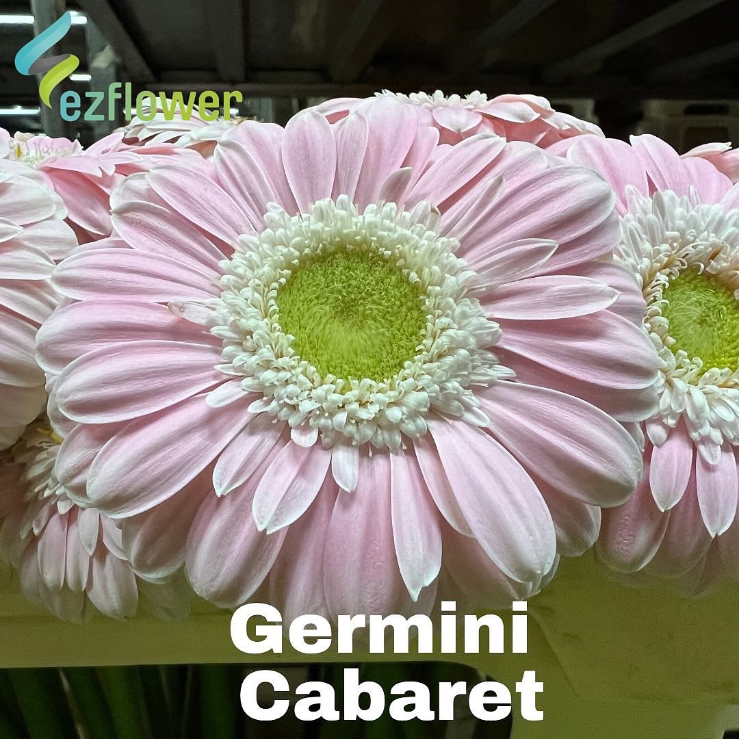 ez_flower's tweet photo. Auction pictures on a Wednesday? Yeah, why not? #flowers #blooms #flowersfromholland #dutchflowers #ezflower #flowerwholesale https://t.co/PqntRmxXzt