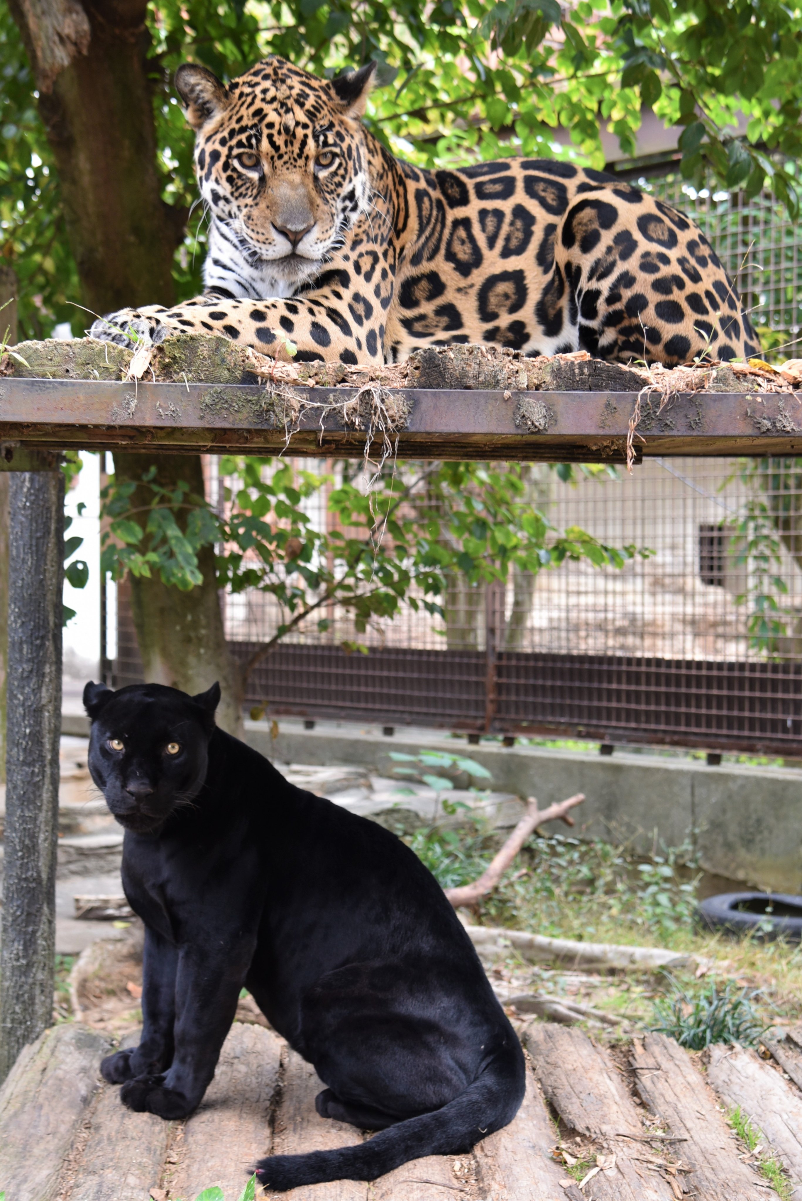 動物園学 | 村田 浩一, 楠田 哲士 |本 | 通販 | Amazon