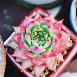 LizBoulden3's tweet image. #다육이키우기 #다육 #쁨에스테틱 #창 #일상 #니코