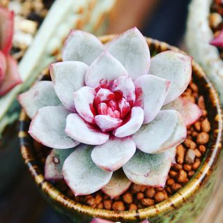 LizBoulden3's tweet image. #다육이키우기 #다육 #쁨에스테틱 #창 #일상 #니코