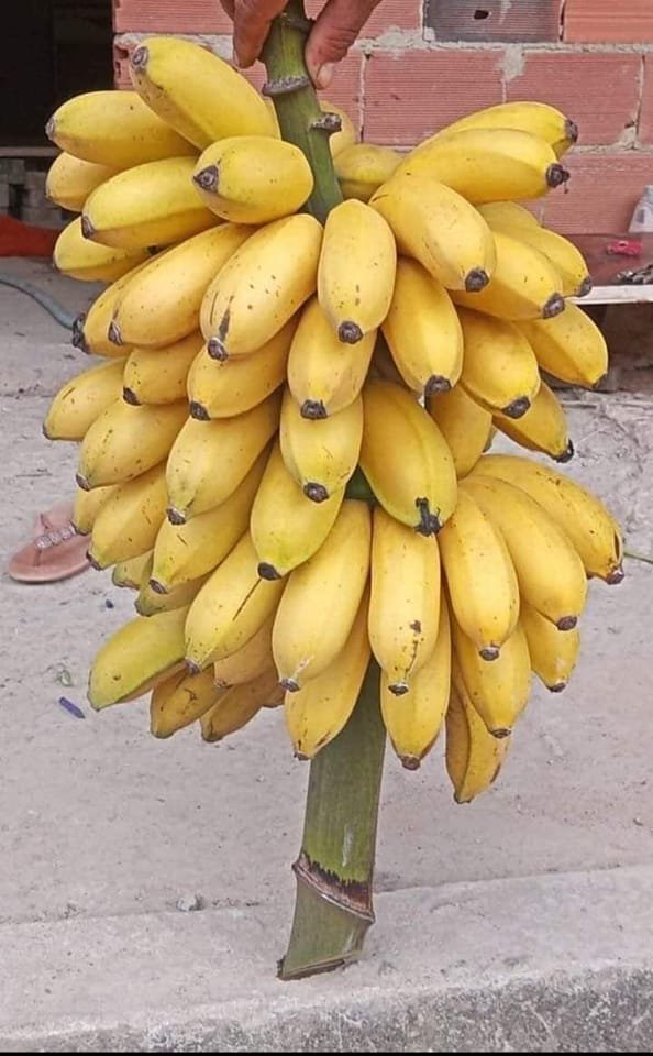 jcniyomugabo's tweet photo. Do you love bananas? If yes, like and retweet. https://t.co/V5IDd0omef