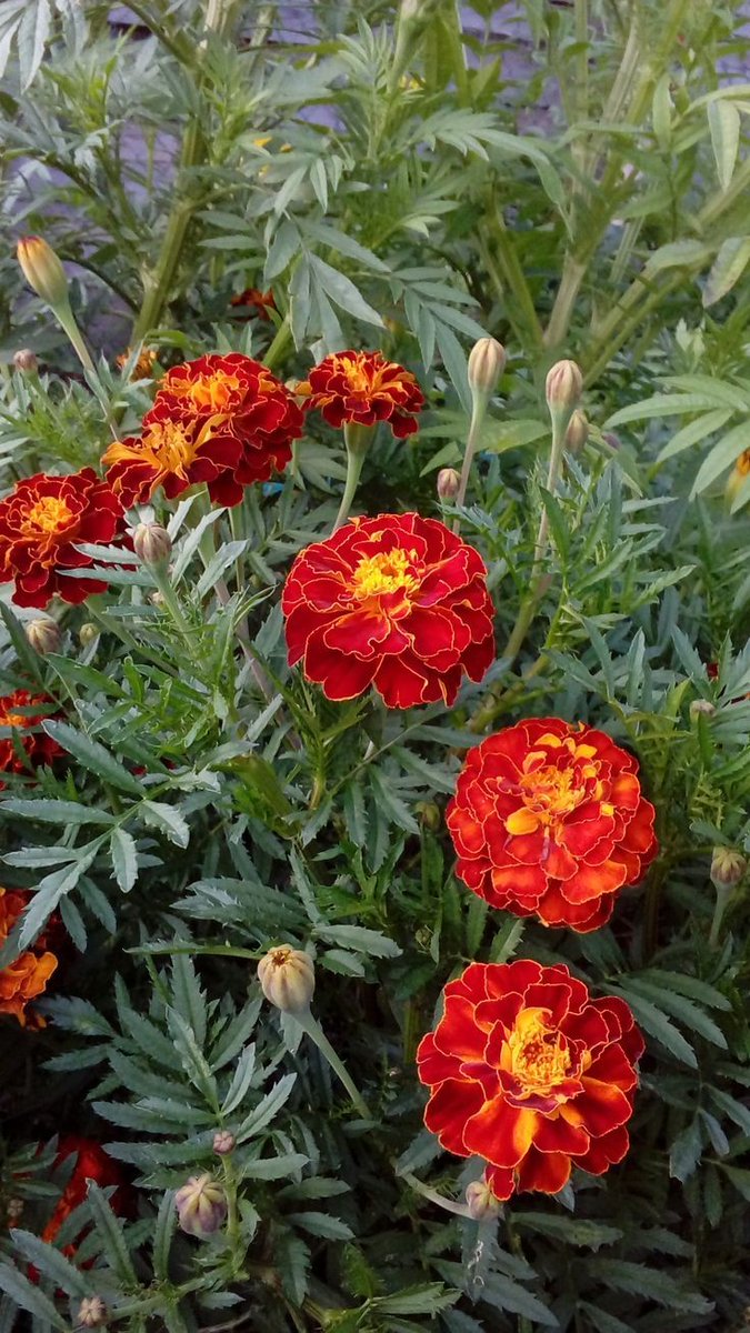 SoniaAtwal2's tweet photo. #flowerphotography #loveislove @akshayjat24 @AimimKDM55 @Guri20171899 @HarshBh35836791 @PremkishorKum15 @RekhaRld https://t.co/AGKDcnM8nz