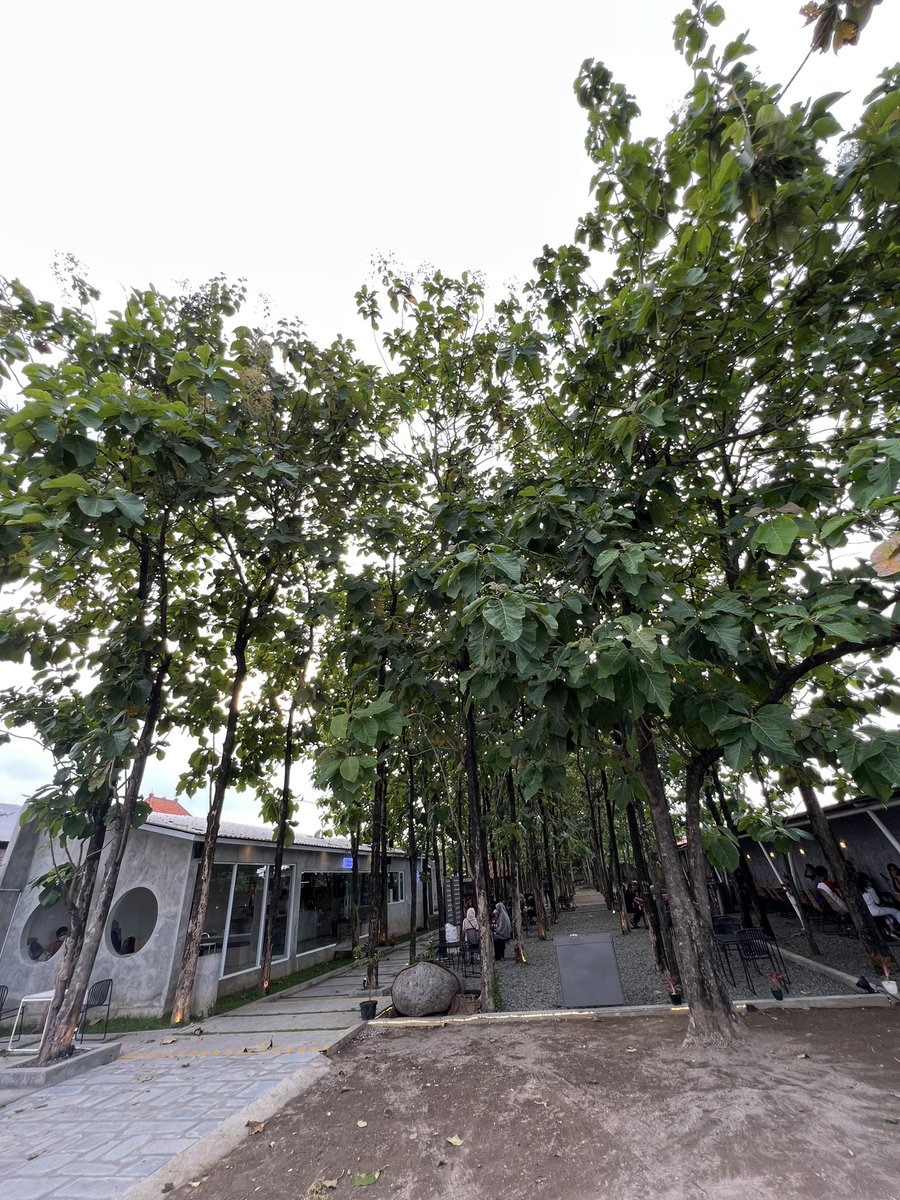 arievrahman's tweet photo. Main-main ke Cirebon, nemuin tempat ngopi ini, yang walaupun rada blusukan jalannya tapi kopinya serius, serta mereka jual pastry juga.

Namanya Berkahjaya Bakehouse, dengan konsep ngopi di hutan-hutan. https://t.co/YiY2N67evg