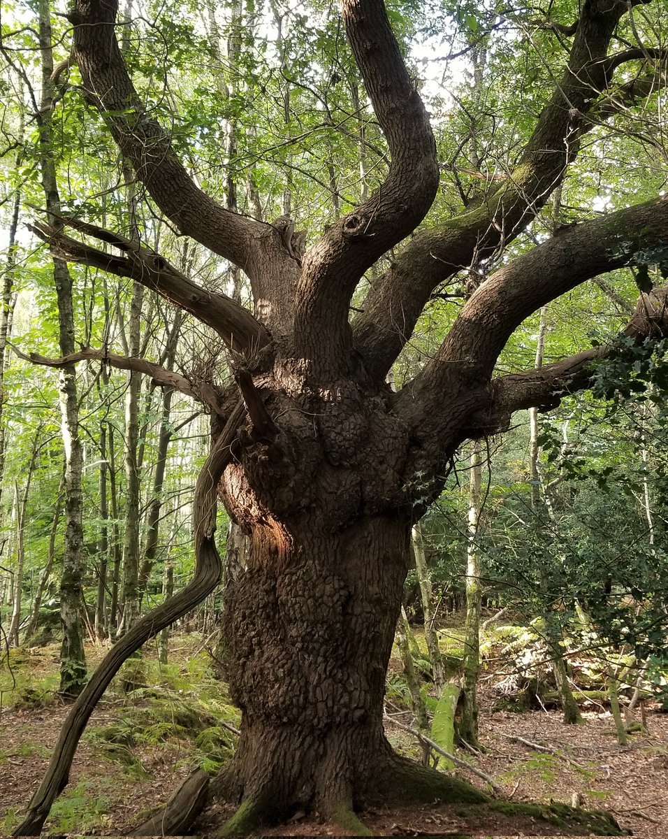 An Oak pollard,probably the best-known in Oldhouse Warren. This one may well have been cut on a short 'rotation' (the amount of time between cuts) and the new growth used as fodder for the warren rabbits in winter.