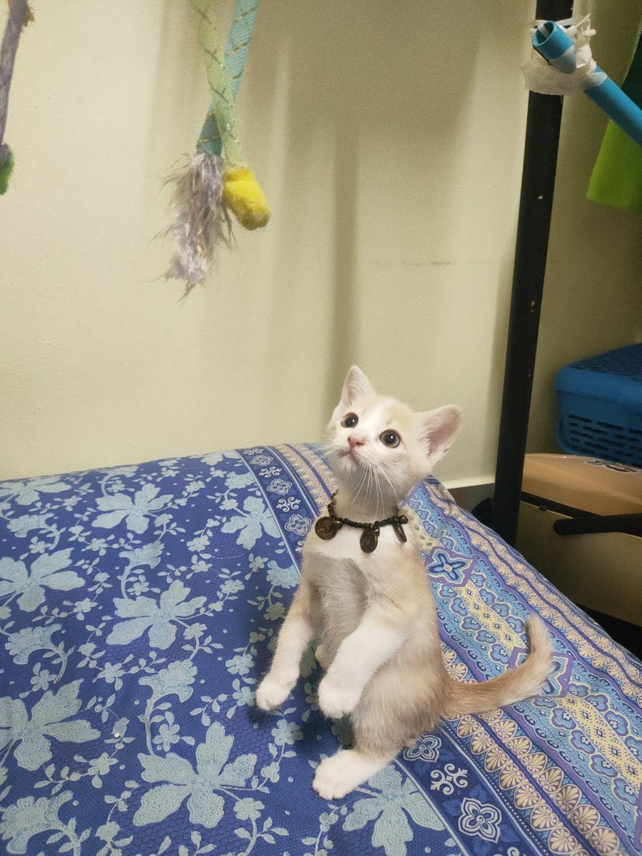 ChannelJanthima's tweet photo. มาดูแมวห้องเรามั๊ย😻 https://t.co/97ebOdcWkz