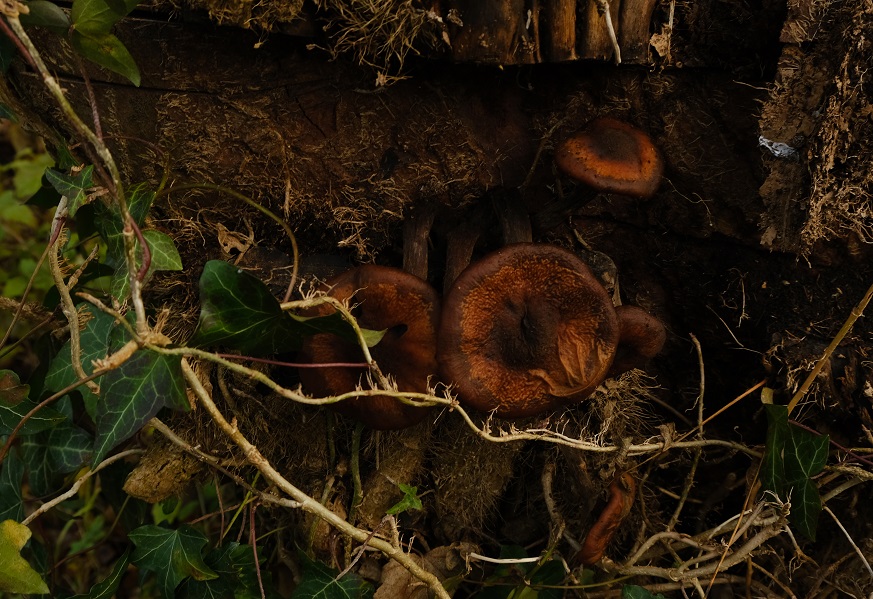 A couple of finds along the canal #fungi #fungilove #naturelovers #nature