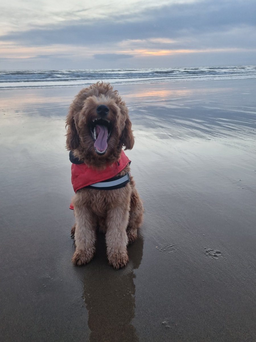 Day 4 of festivities ✨️ one tired #puppy