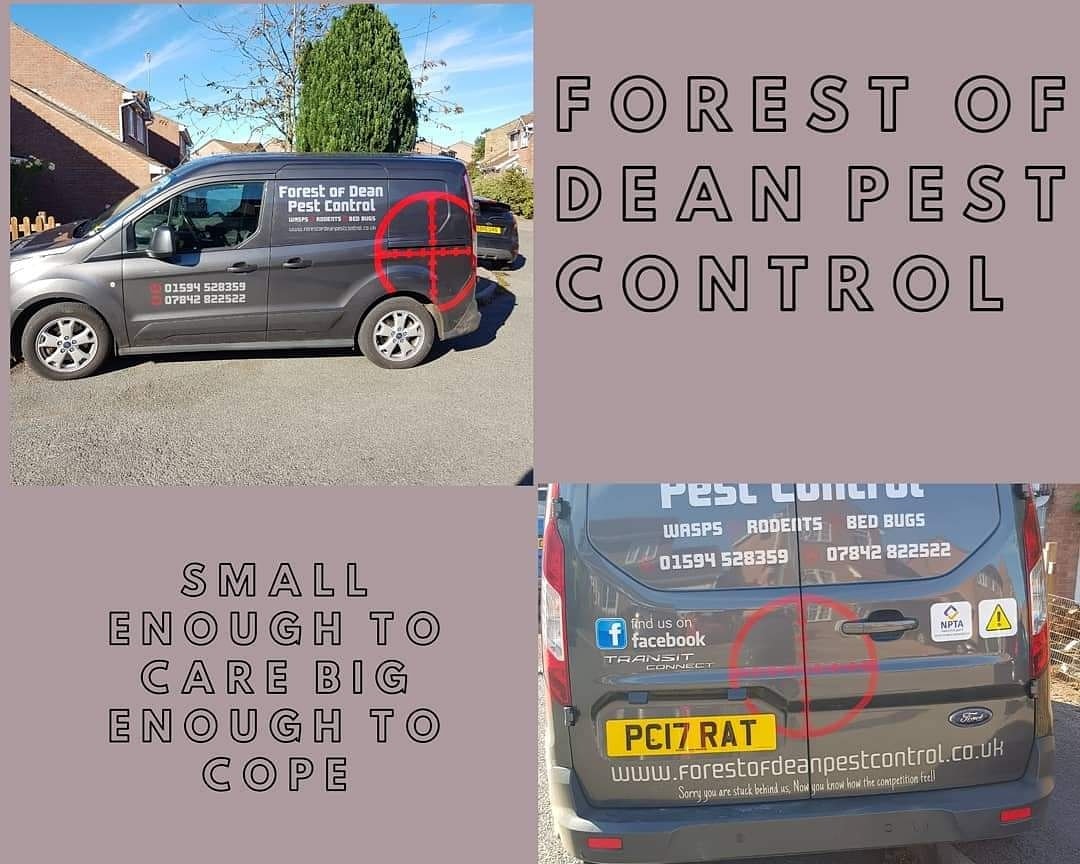 FODPC's tweet photo. Forest of Dean Pest Control are back at work dealing with all you pest issues from rats and mice to Bed Bugs and Fleas.
Give us a call on 01594528359 to get you on the way to being pest free

#pestcontrolnearme #pestcontrolforestofdean #dontstressaboutyourpests https://t.co/XHChkeoo8S