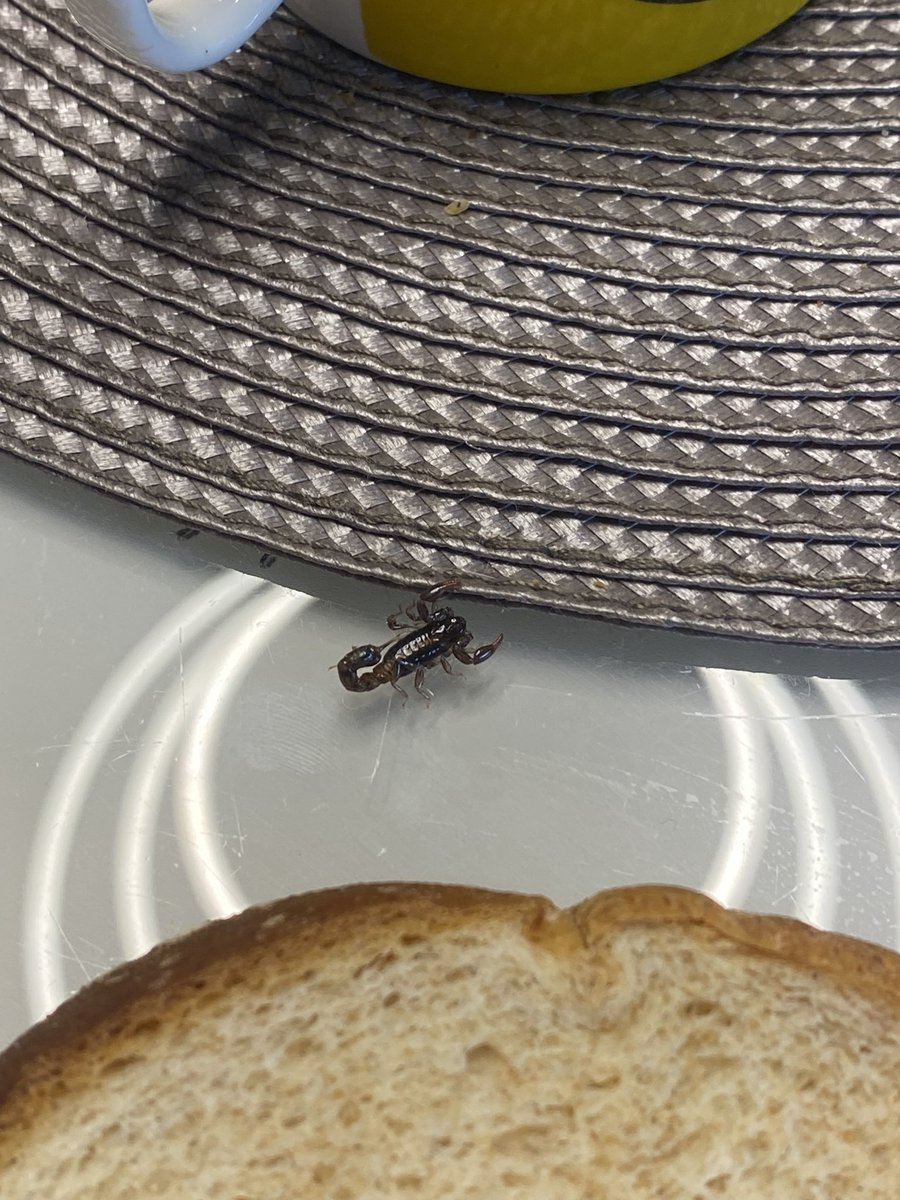 tomilhoss's tweet photo. achei um escorpião dentro do pão e descobri da melhor forma possível: uma picada no dedo https://t.co/lc8CwAiw5a