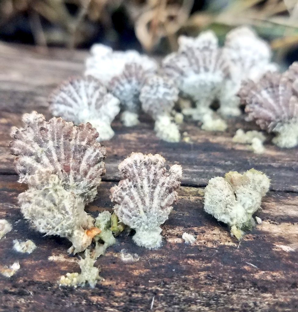 Julia Grillmayr 🦇 @JuGrr@bookstodon.com (@jugrill) on Twitter photo Leaving here, see you there - talking about books, radio, fungi, dinosaurs and so on 🐘 come over!
@JuGrr@bookstodon.com Leaving here, see you there - talking about books, radio, fungi, dinosaurs and so on 🐘 come over!
@JuGrr@bookstodon.com