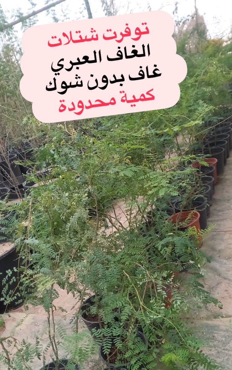 #مشتل_سمرة_خطاف #زرع_الخميس tweet media