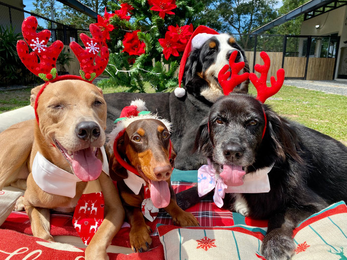 For the latest updates from Canine Point, check out our latest Newsletter!
bit.ly/3vrV9wx  

#ThailandDogTrainer #DogTraining #DogResort #DogObedience #DogDayCare #DogFun #PuppySchool