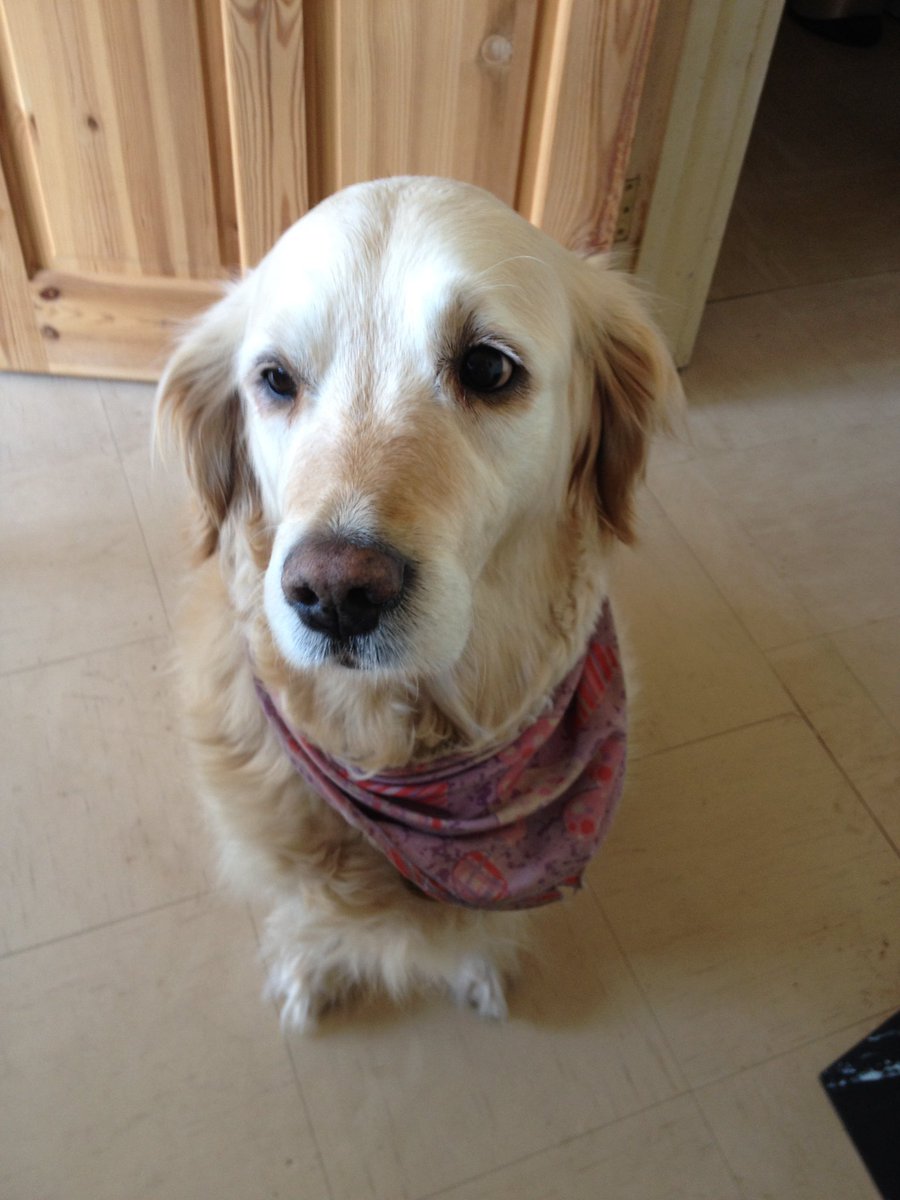 MaiaLavender's tweet photo. Yesterdayโฆ I lost a dog, a friend a family member.
Honey
Just a day + month away from 15
She gave me and my family many years of smiles and memories and she will always be in hearts๐ฏ๏ธ
Honey (Princess Pinky)
28/01/2008 ~ 27/12/2022
#RIPHoney #Memorial #DogPassing #MaiaPost https://t.co/V4iM5PTP3b