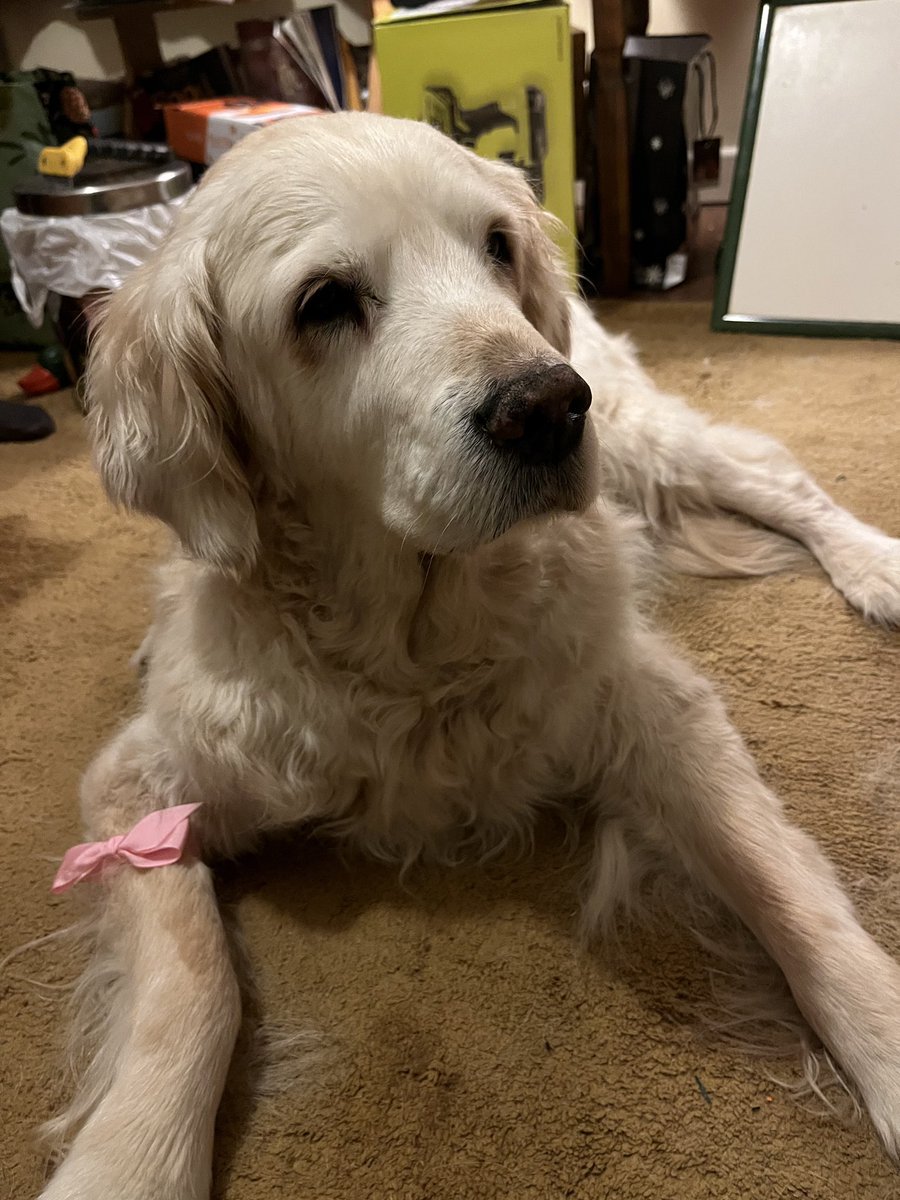 MaiaLavender's tweet photo. Yesterdayโฆ I lost a dog, a friend a family member.
Honey
Just a day + month away from 15
She gave me and my family many years of smiles and memories and she will always be in hearts๐ฏ๏ธ
Honey (Princess Pinky)
28/01/2008 ~ 27/12/2022
#RIPHoney #Memorial #DogPassing #MaiaPost https://t.co/V4iM5PTP3b