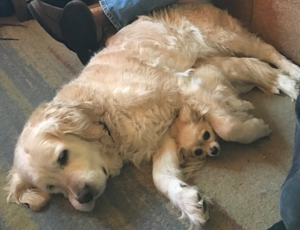 MaiaLavender's tweet photo. Yesterdayโฆ I lost a dog, a friend a family member.
Honey
Just a day + month away from 15
She gave me and my family many years of smiles and memories and she will always be in hearts๐ฏ๏ธ
Honey (Princess Pinky)
28/01/2008 ~ 27/12/2022
#RIPHoney #Memorial #DogPassing #MaiaPost https://t.co/V4iM5PTP3b