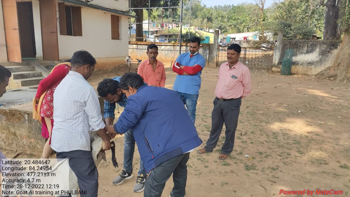 OvsaKandhamal's tweet photo. Goat AI training given to staff of Daringbadi block under the guidance of Dr. Prashant and Dr. Sangram, at AI Centre Phulbani. #ArificialInsemination #GradingUp #VeterinarySurgeon #Breeding @CMO_Odisha @SecyChief @rajaaswain @dahvsodisha @farddept @MoSarkar5T @DMKandhamal https://t.co/HyFSn7e3JU