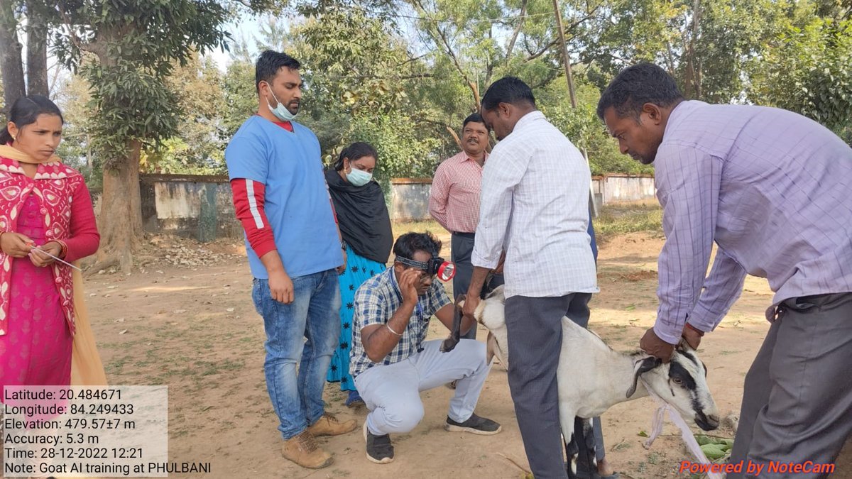 OvsaKandhamal's tweet photo. Goat AI training given to staff of Daringbadi block under the guidance of Dr. Prashant and Dr. Sangram, at AI Centre Phulbani. #ArificialInsemination #GradingUp #VeterinarySurgeon #Breeding @CMO_Odisha @SecyChief @rajaaswain @dahvsodisha @farddept @MoSarkar5T @DMKandhamal https://t.co/HyFSn7e3JU