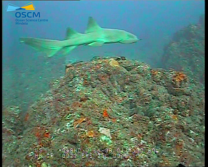 Our first underwater flight down to 40 m with our <a href="/SeaBotix/">SeaBotix Inc.</a> ROV, testing capabilities for #biodiversity mapping, monitoring and collecting samples from the #seafloor in #CaboVerde. <a href="/_MeerWissen/">MeerWissen Initiative</a> <a href="/GEOMAR_en/">GEOMAR_en</a> <a href="/coastcv/">COAST Cabo Verde</a> <a href="/ComunicacaoUta/">UTA_CV</a> <a href="/iAtlanticEU/">iAtlanticEU</a> <a href="/AllAtlanticO/">All-Atlantic Ocean Research & Innovation Alliance</a>
