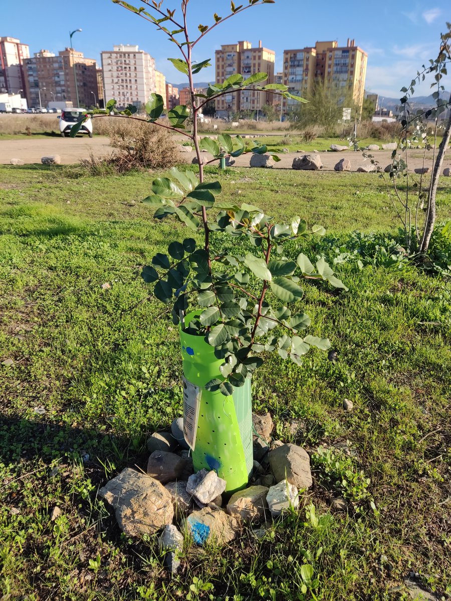 El árbol que plantamos en el <a href="/BosqueUrbanoMA/">Bosque Urbano Málaga</a> sigue vivo! 🌱