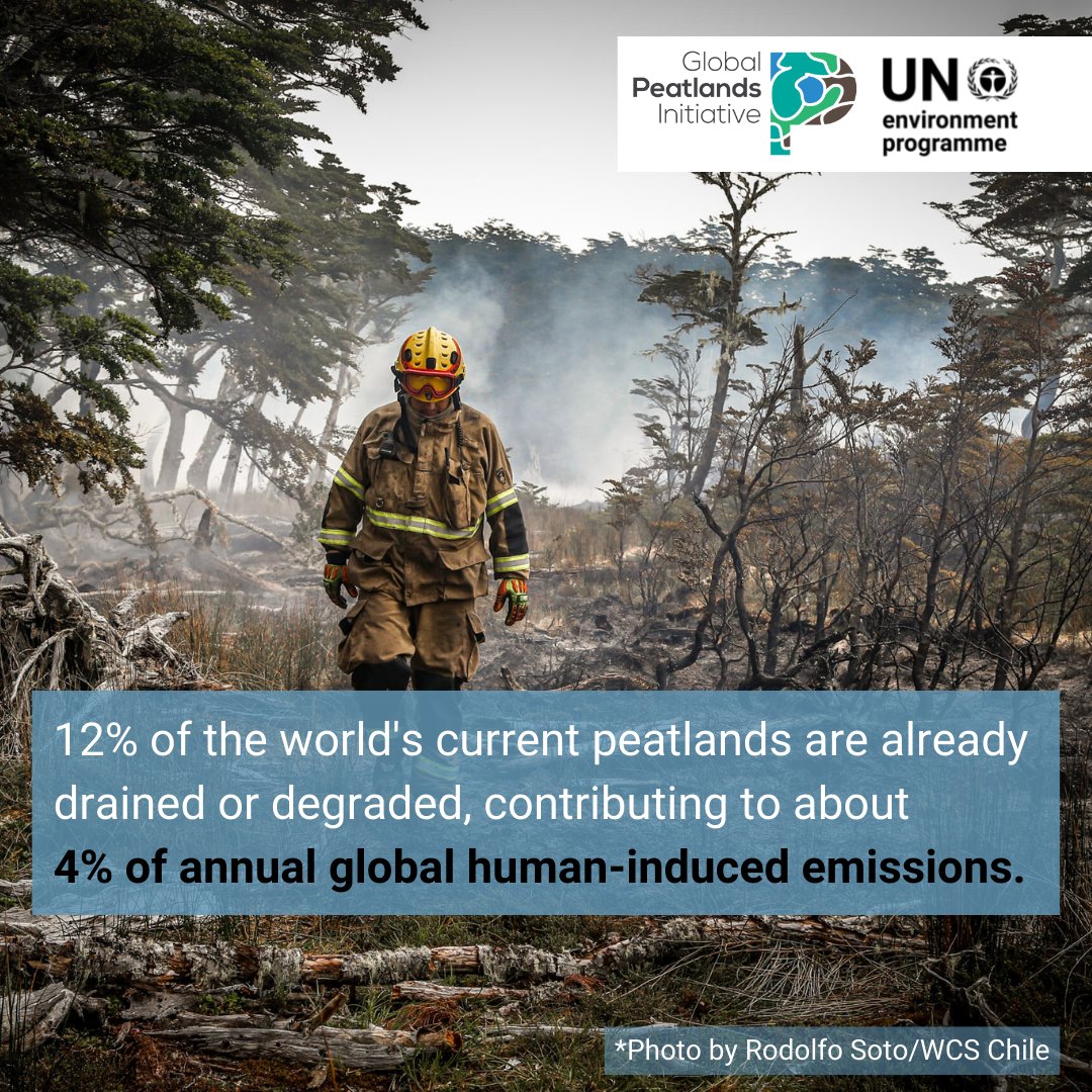 Better peatland management could help halt biodiversity loss, support climate change mitigation and adaptation and improve the livelihoods of communities living in these landscapes. #PeatlandsMatter 🏞️

#GlobalPeatlandsAssessment report out now 👇 
bit.ly/3X7KbZP