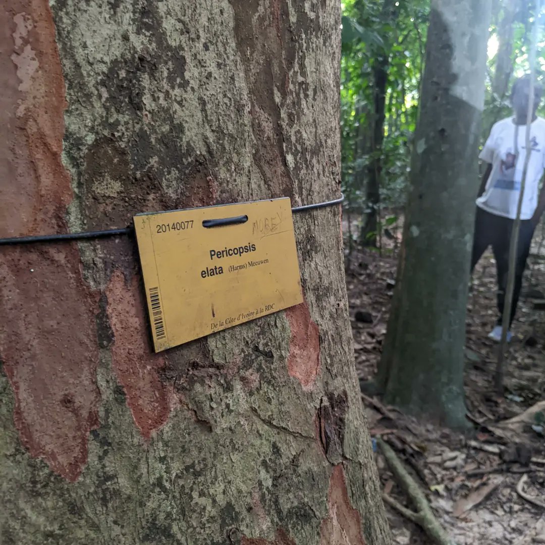 Destination_Rdc's tweet photo. Accueillie par le Comité de Gestion représenté par le Secrétaire Général Académique de l'UNIKIS, Madame le Ministre de la
Culture, Arts et Patrimoines rend visite au jardin zoologique, aux Musées Botanique et Zoologique de la Faculté des Sciences.
#destinationrdc #fashionweek https://t.co/omesQ4vVlv