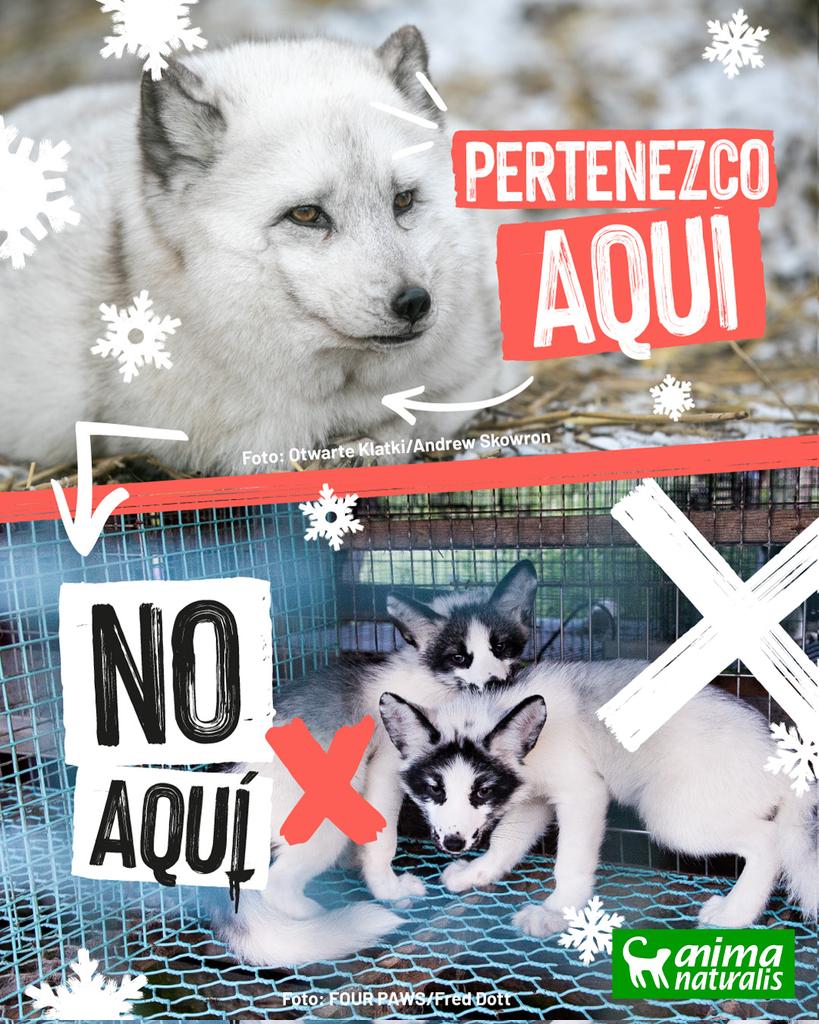 AnimaNaturalis's tweet photo. 🦊 Miles de animales sufren en las #GranjasPeleteras esta temporada de fiestas.

❄ Deberían estar en sus hábitats naturales, NO atrapados en horribles granjas para ser asesinados por su piel.

Podemos cambiar el sistema, únete a https://t.co/JG3QiRZLQV✍️

#FurFreeEurope ♥️ y RT. https://t.co/aZzxfKk4mq