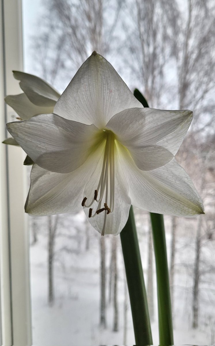 eijuutta's tweet photo. Hei aamuun! Joulun amaryllis päätti avautua kukoistukseen vasta tänään ja sanoo kaikille Hei! ❄️💗 https://t.co/HkAyd2SkE5