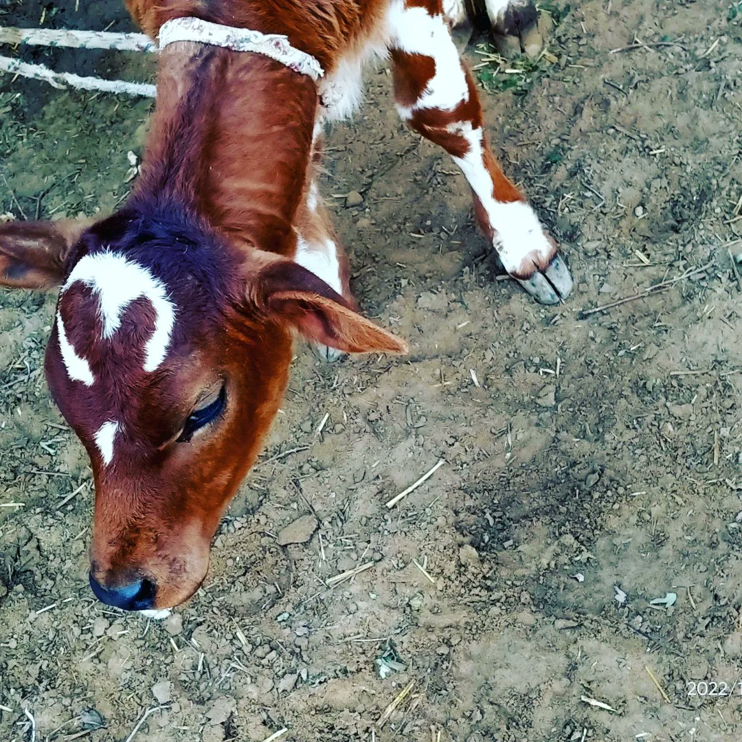 इस बछिया के माथे में लिखा ओम ॐ बनता है क्या??? एक्सपर्ट अपनी राय देवे।#happycows #cowselfie #dairycow #cowstagram #cowlife #ilovecows #cowsmakemehappy #cowphotography #cowsofinstagram #cows