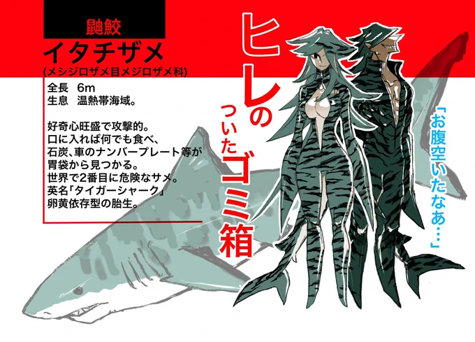 サメ軍擬人化🦈🦈
クロケルはイタチザメです
将来こんな感じになるかは謎です 