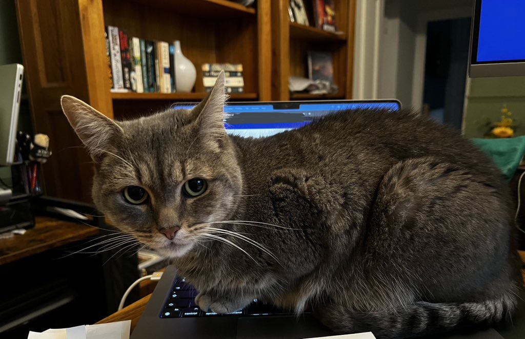 CommsJade's tweet image. First day back in the virtual office after 6 days off, someone isn’t too happy about it 🐈‍⬛