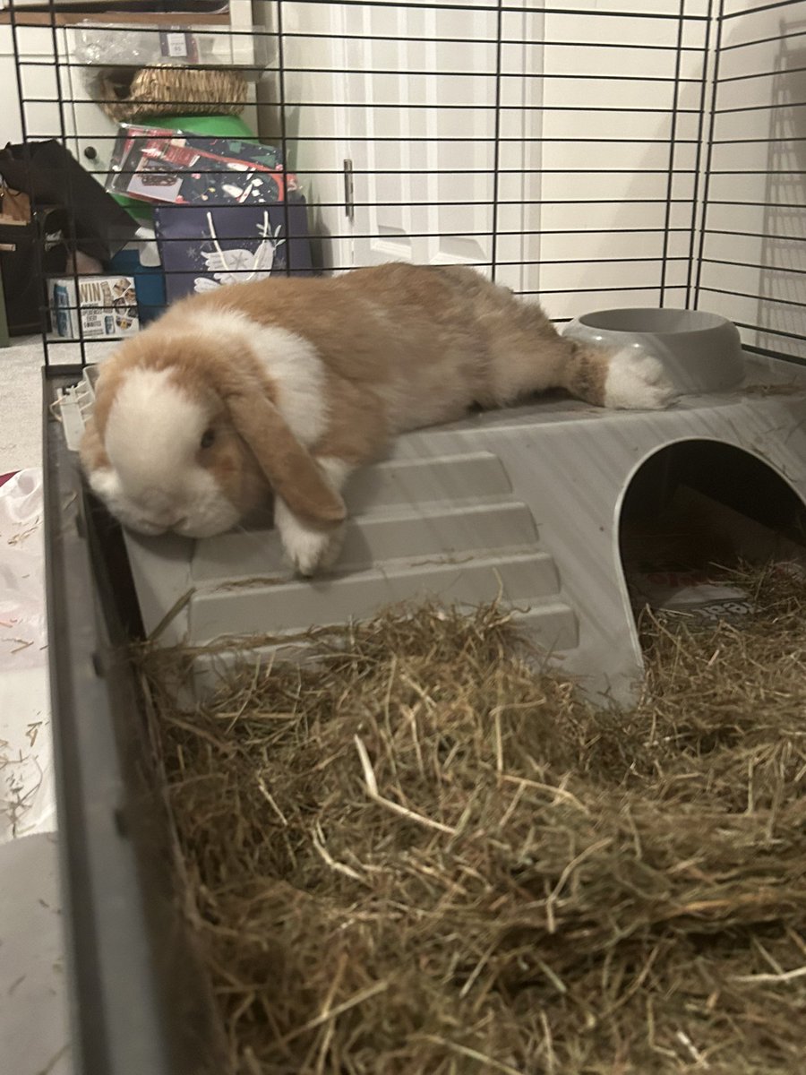 Barney_bunny1's tweet photo. #chilling #bunsoftwitter #bunny #rabbit #pet https://t.co/NOPaTGH7Ic